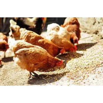 Poultry Feed