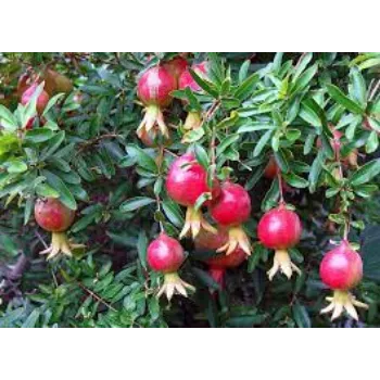 Pomegranate Plant Manufacturer