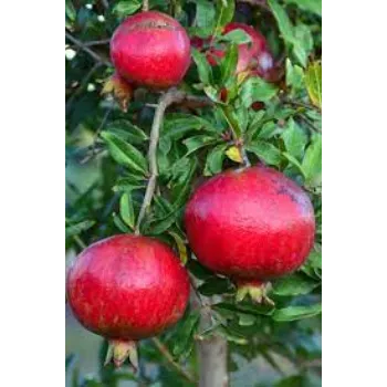 Pomegranate Plant Manufacturer