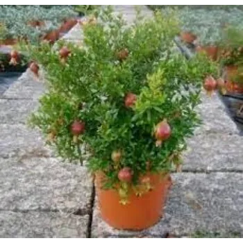 Natural Pomegranate Plant