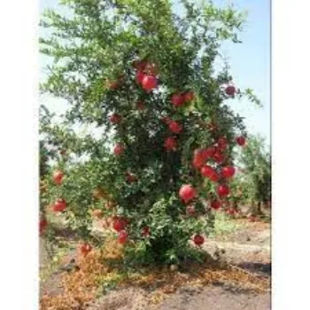 Natural Pomegranate Plants