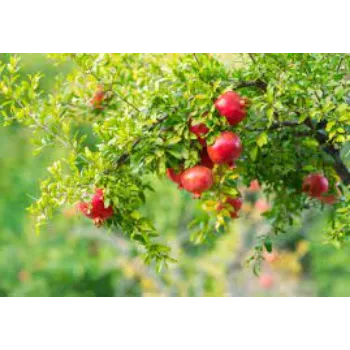 Pomegranate Plant Manufacturer