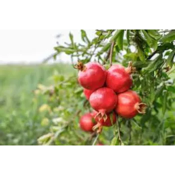 Organic Pomegranate Plant Manufacturer