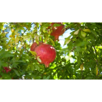 Fresh Pomegranate Plant