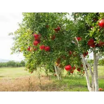 Natural Pomegranate Plant Manufacturer