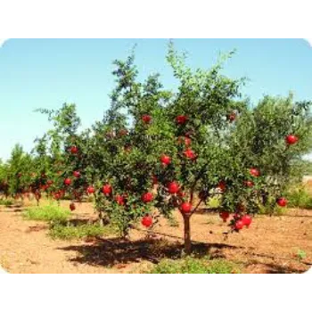 Natural Pomegranate  Plants