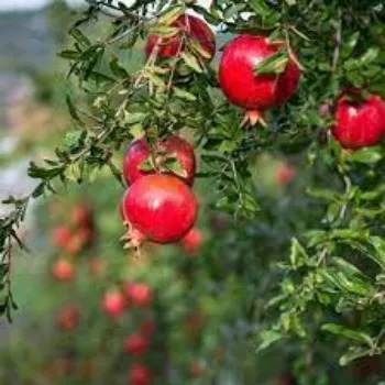 Organic Pomegranate Plant Manufacturer