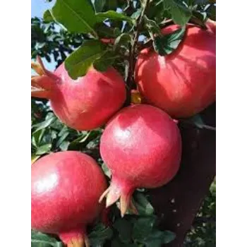 Organic Pomegranate Plant Manufacturer