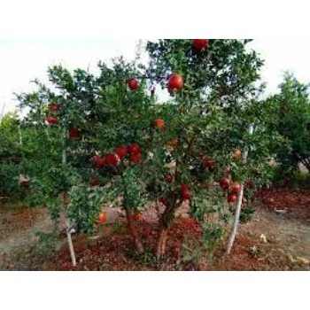 Common Pomegranate  Plants