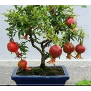 Pure Pomegranate Plant