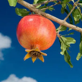 Organic fresh pomegranate