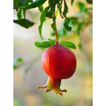 Pomegranate Plant Manufacturer