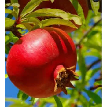 Pomegranate Plant Manufacturer