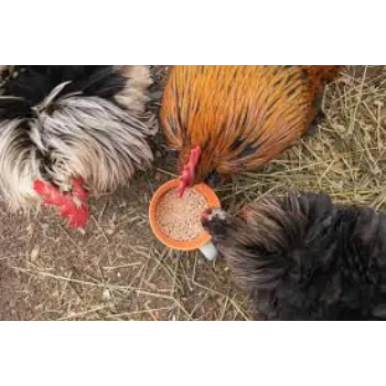 Organic Poultry Feed 