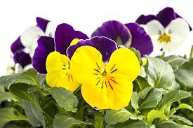 Pansy Plant