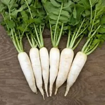 Organic Radish