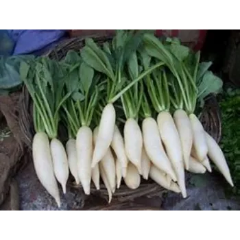 Radish