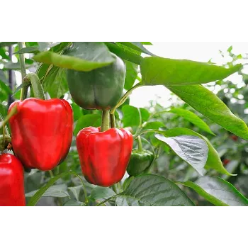 Red Capsicum