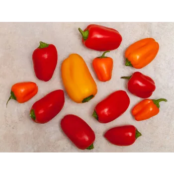 Red Capsicum