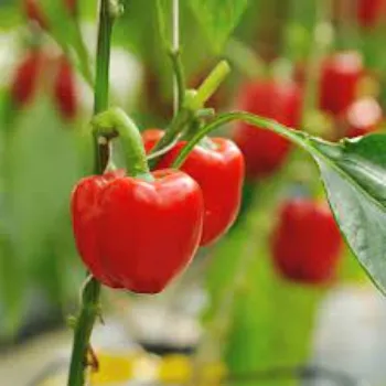 Fresh Red Capsicum