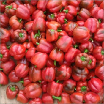 Fresh Red Capsicum