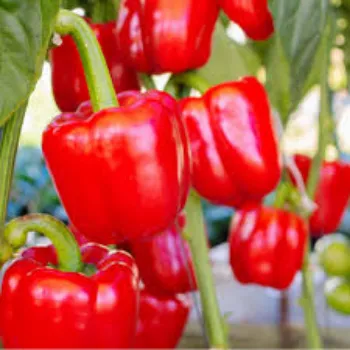 Organic Red Capsicum