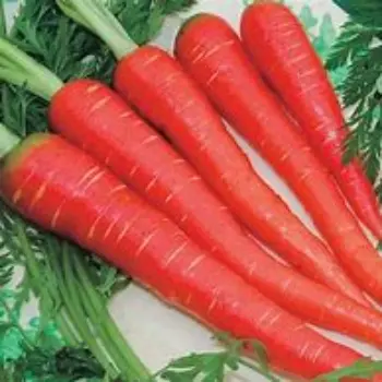 Organic Red Carrot