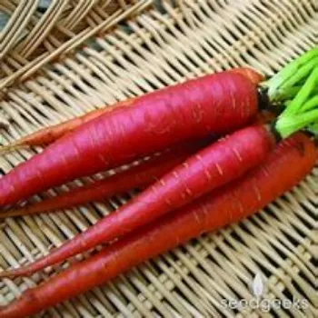 Organic Red Carrot