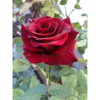  Red Rose Flower