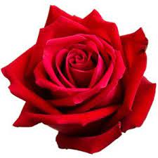 Red Rose