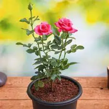 Rose Plants