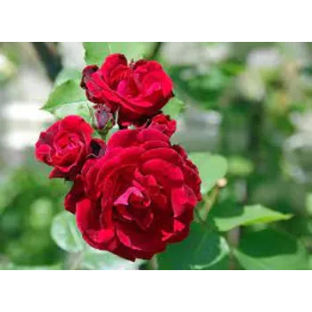 Rose Flower Plant