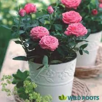 Common Rose Plants