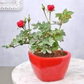 Rose Flower Plant