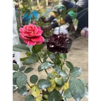 Natural Rose Plants