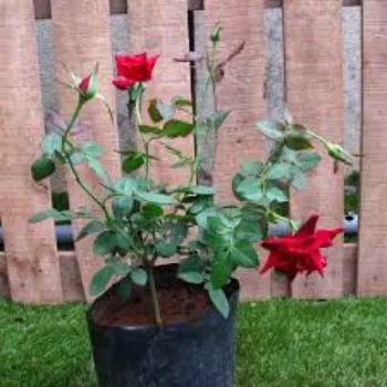 Fresh Rose Plant