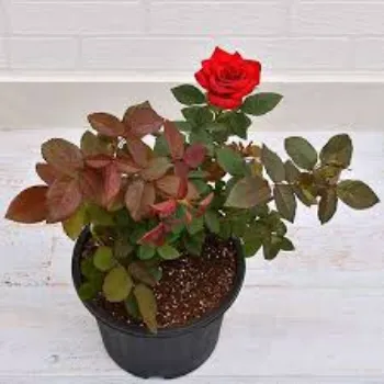 Natural Rose Plant