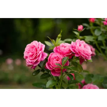 Fresh Rose Plant