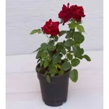 Natural Rose Plant