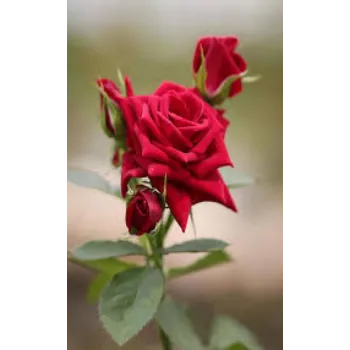 Organic Red Rose Manufacturer