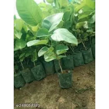 Fresh Sandalwood Plant