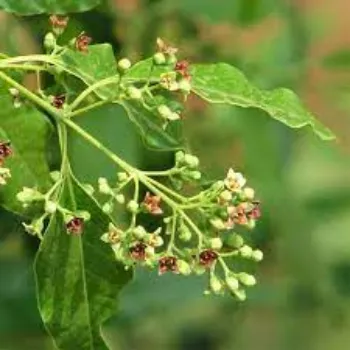 Organic Sandalwood Plants