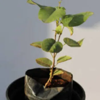 Natural Sandalwood Plant