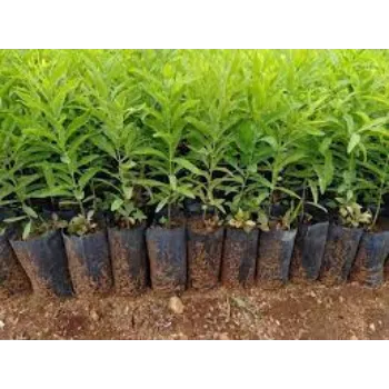 Natural Sandalwood Plants