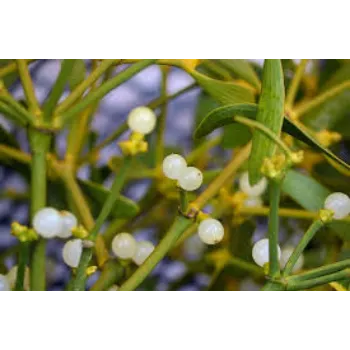 Sandalwood Plant