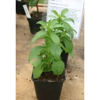 Natural Stevia Plant