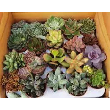 Succulent Plant