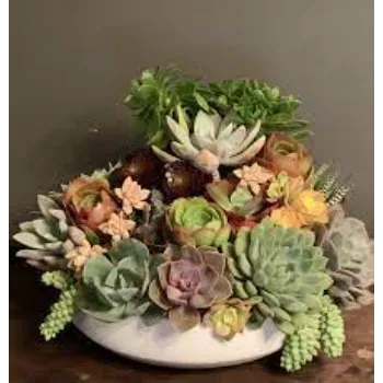 Succulent Plant