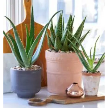 Common Succulent Plant