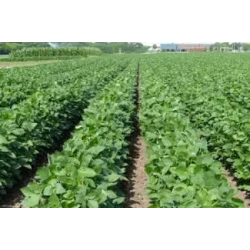 Organic Sulfur Fertilizers